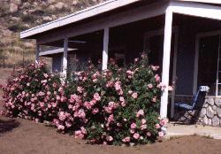 Early Simplicity Roses